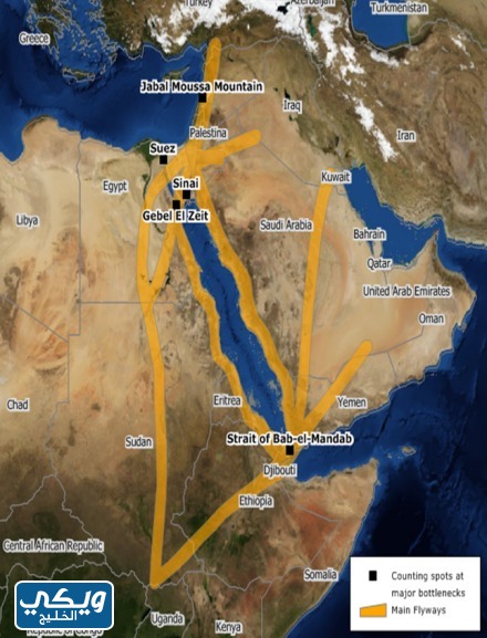 خريطة هجرة الطيور في المملكة بالتفصيل