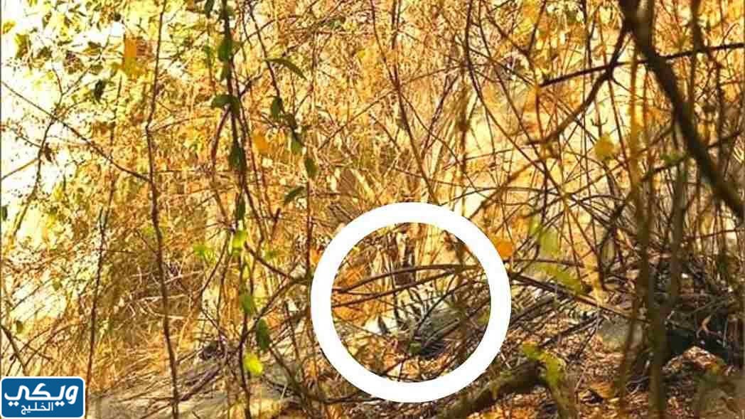 حل لغز أين النمر في هذه الصورة؟ ركز جيداً وحاول العثور عليه خلال 20 ثانية أو أقل