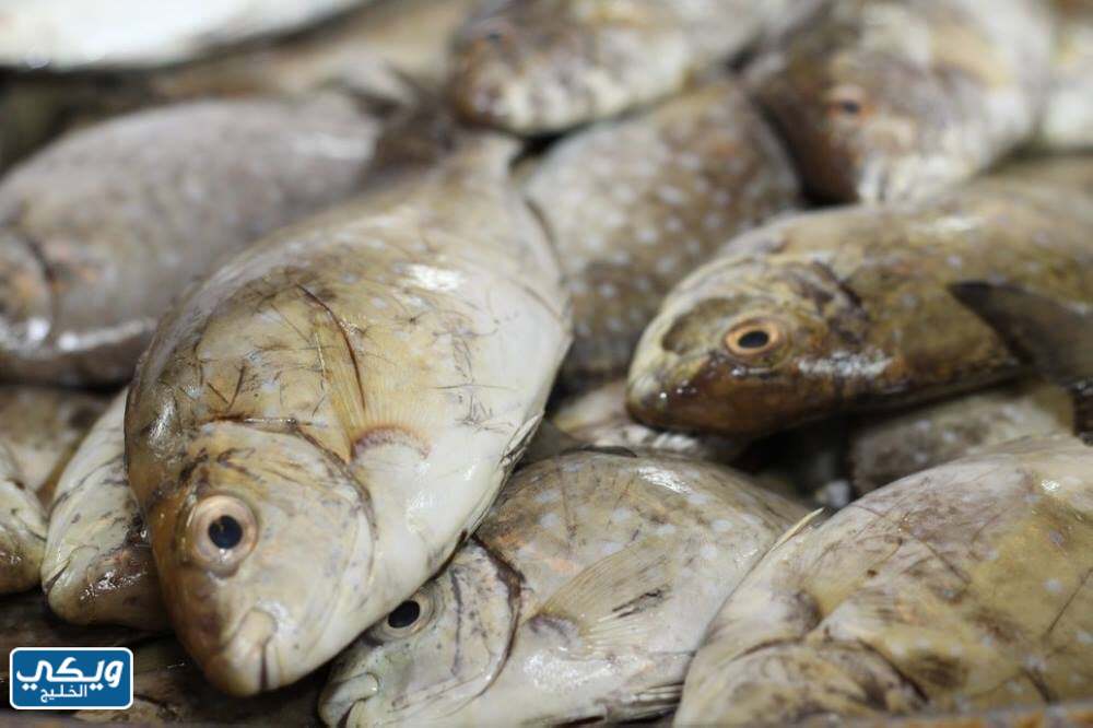 أفضل أنواع السمك في السعودية