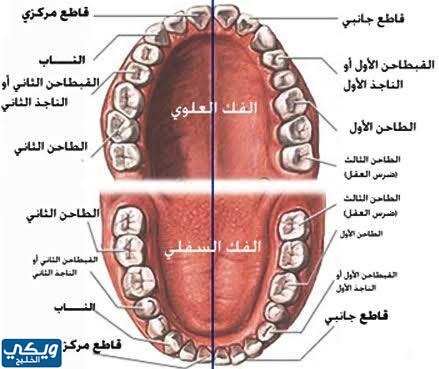 ترتيب ظهور الأسنان في الفم