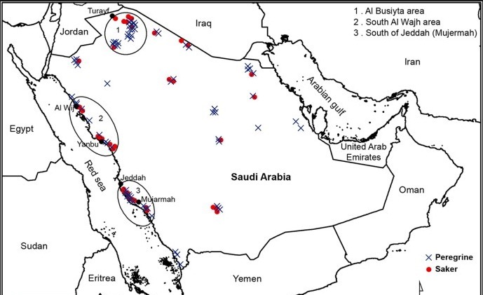 خريطة هجرة الصقور في المملكة العربية السعودية في شهر اكتوبر