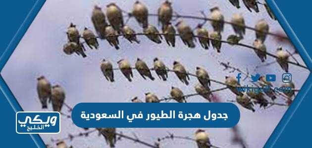 جدول هجرة الطيور 1445 في السعودية