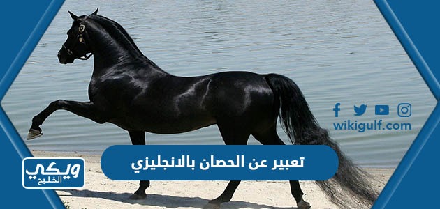 تعبير عن الحصان بالانجليزي مع الترجمة