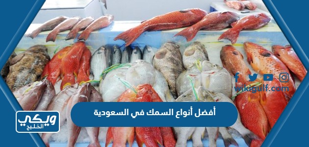 أفضل أنواع السمك في السعودية 2024 وأماكن بيعها