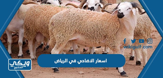 اسعار الاضاحي في الرياض 2023/1444 وأماكن البيع