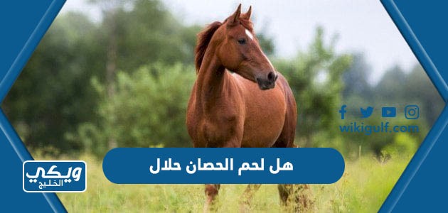 هل لحم الحصان حلال ام حرام