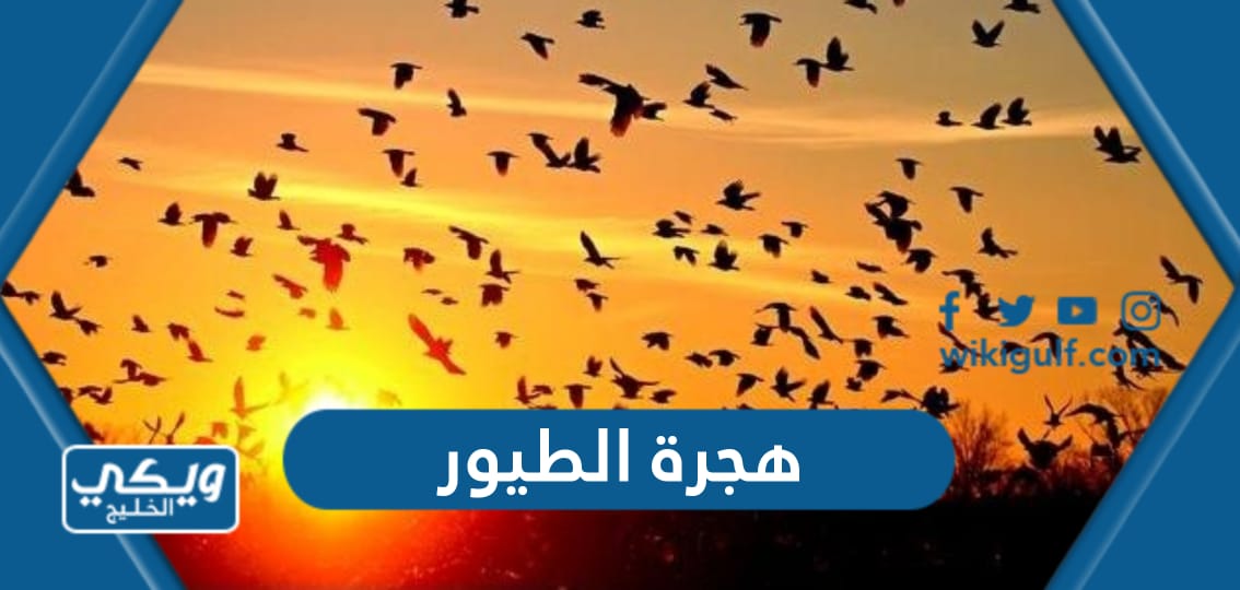 موعد هجرة الطيور في السعودية 1445 / 2023